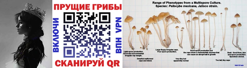 Галлюциногенные грибы мицелий  Чебоксары 
