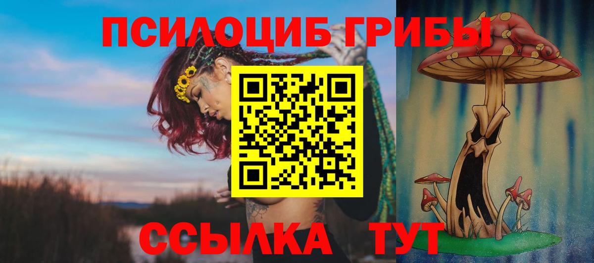 закладка  Чебоксары  Галлюциногенные грибы Cubensis 